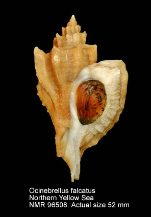 Ocinebrellus falcatus (8).jpg - Ocinebrellus falcatus(G.B.Sowerby,1834)